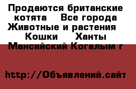 Продаются британские котята  - Все города Животные и растения » Кошки   . Ханты-Мансийский,Когалым г.